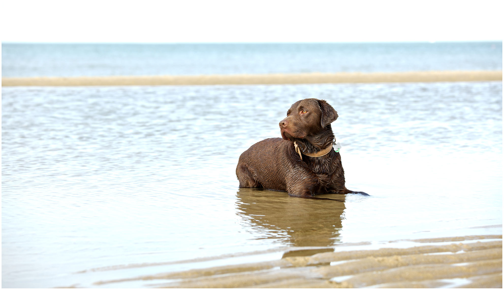 dogs-do-speak-but-only-to-those-who-listen